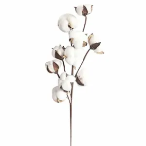 cotton stems dried flower 2