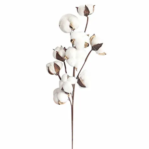 cotton stems dried flower 2