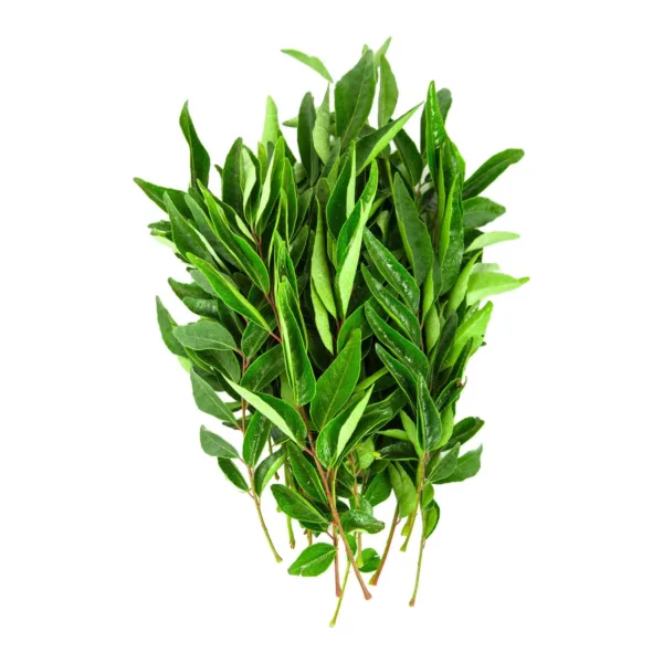 fresh curry leaves 1