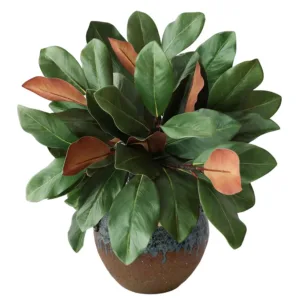 magnolia leaves stems 1