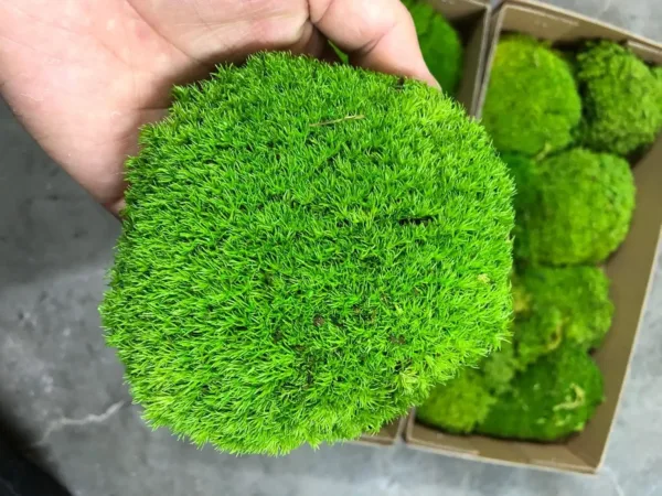 preserved moss kit 1