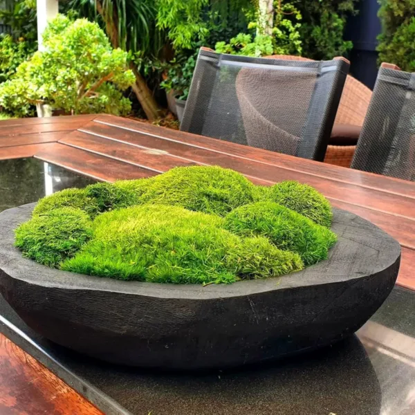 preserved moss kit 2