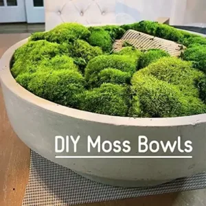 preserved moss kit 6