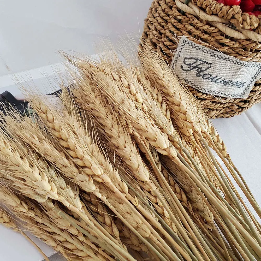 wheat stalks natural 2