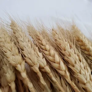 wheat stalks natural 3