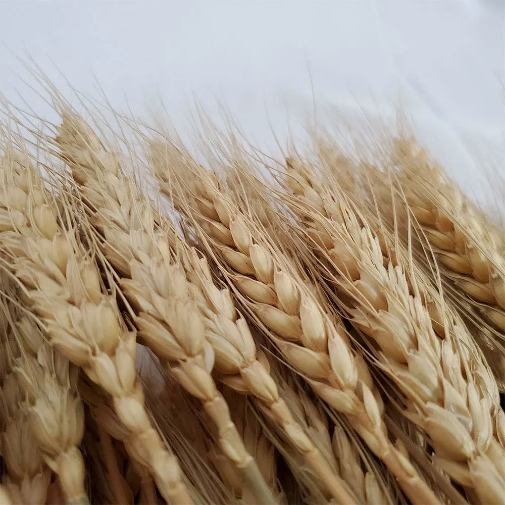 wheat stalks natural 3