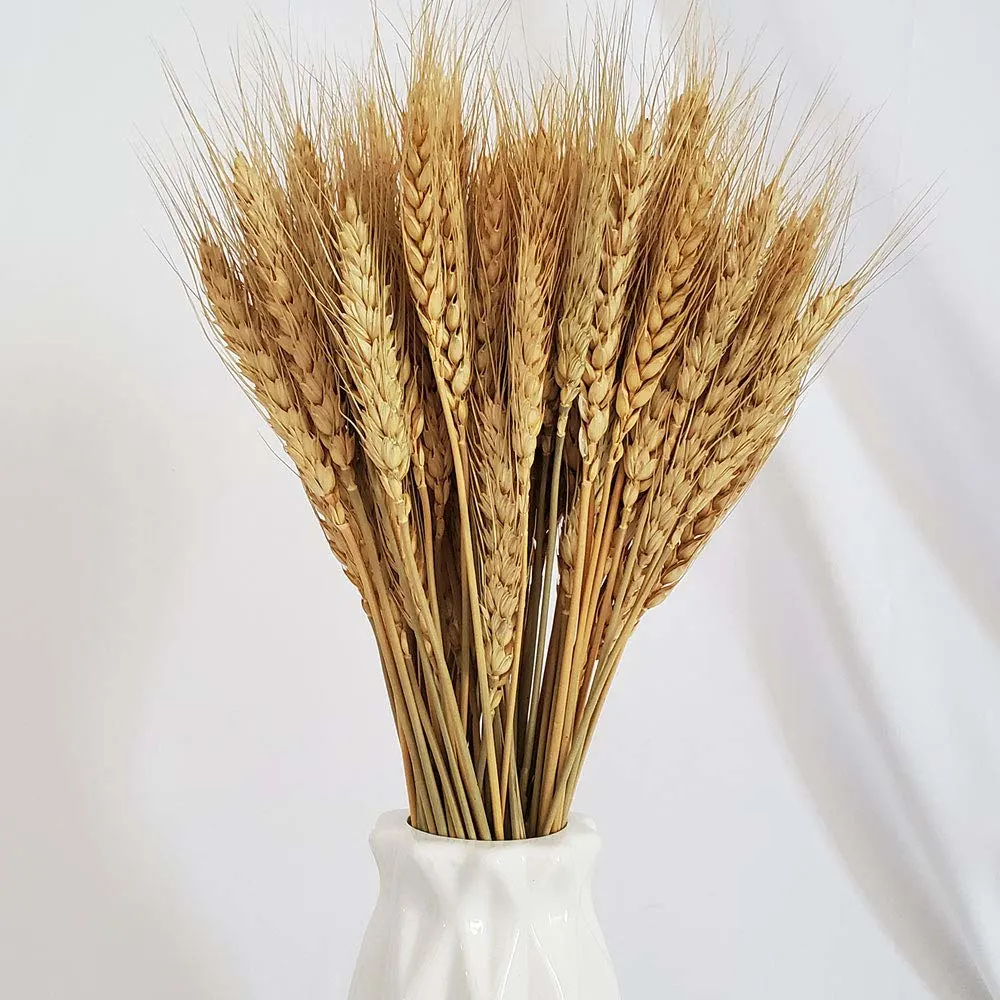 wheat stalks natural 4