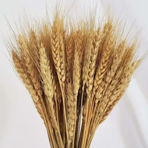 wheat stalks natural 7