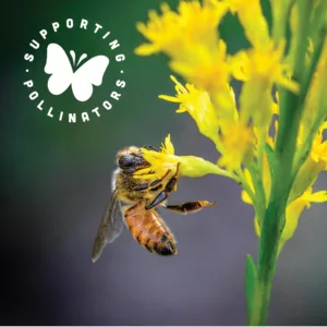 black jewell popcorn jar 5