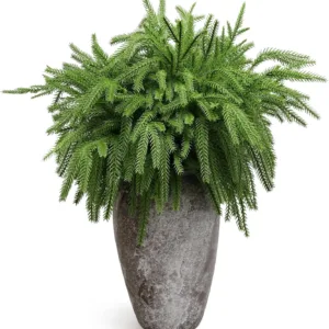 christmas norfolk pine 1