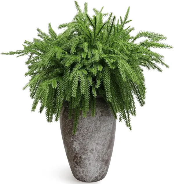 christmas norfolk pine 1