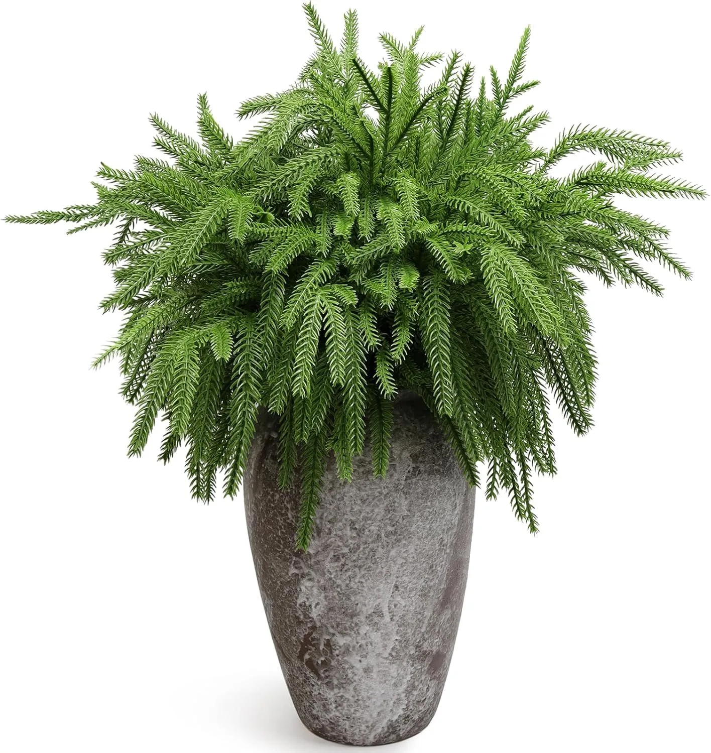 christmas norfolk pine 1