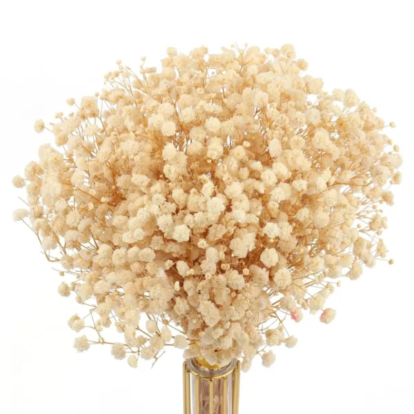 dried babys breath flowers 1