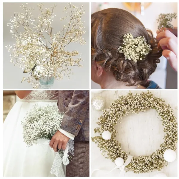 dried babys breath flowers 6