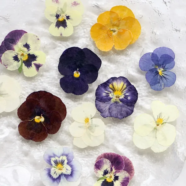 dried pressed flowers 4