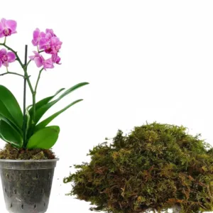 dried sphagnum moss 1