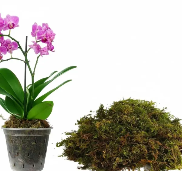 dried sphagnum moss 1