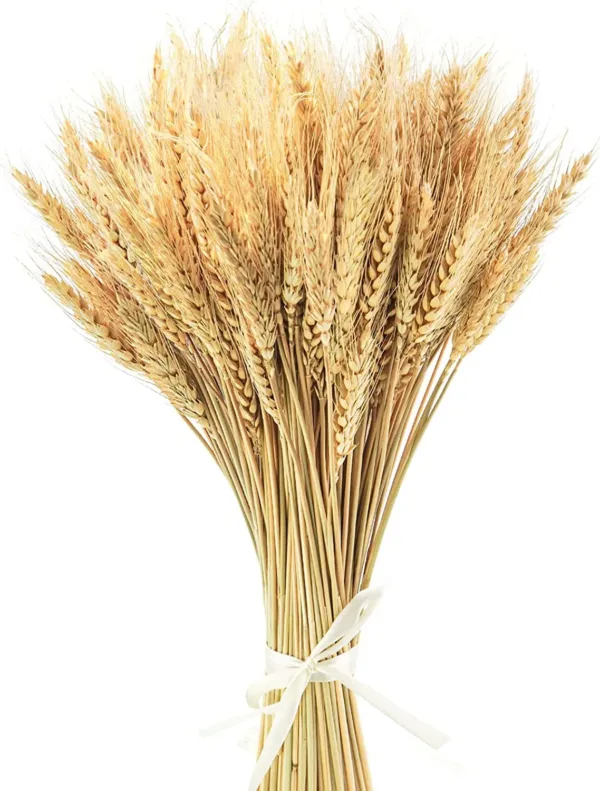 dried wheat stalks 1