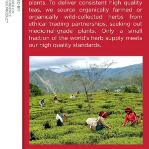 echinacea plus organic tea 4