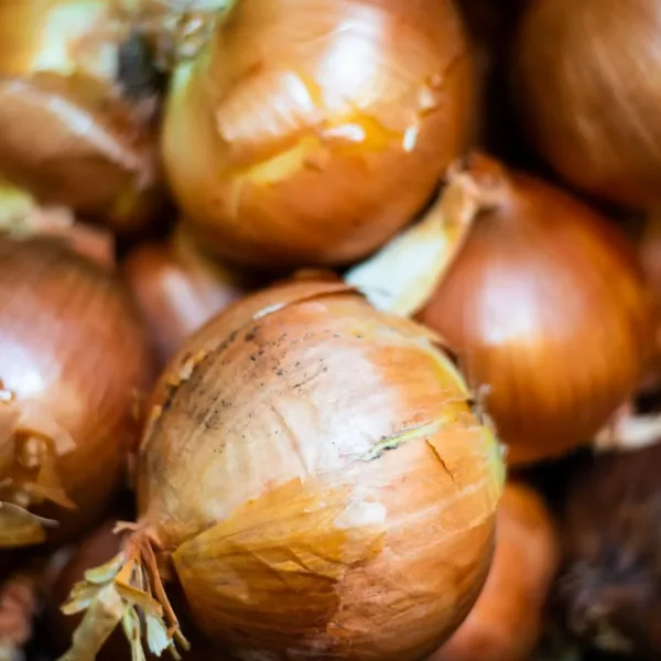 frontier co op onion 3