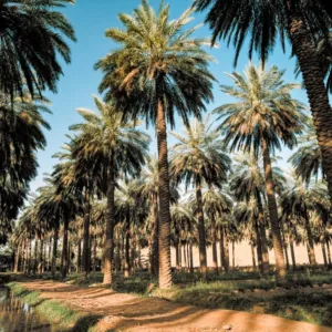 jomara filled dates 7