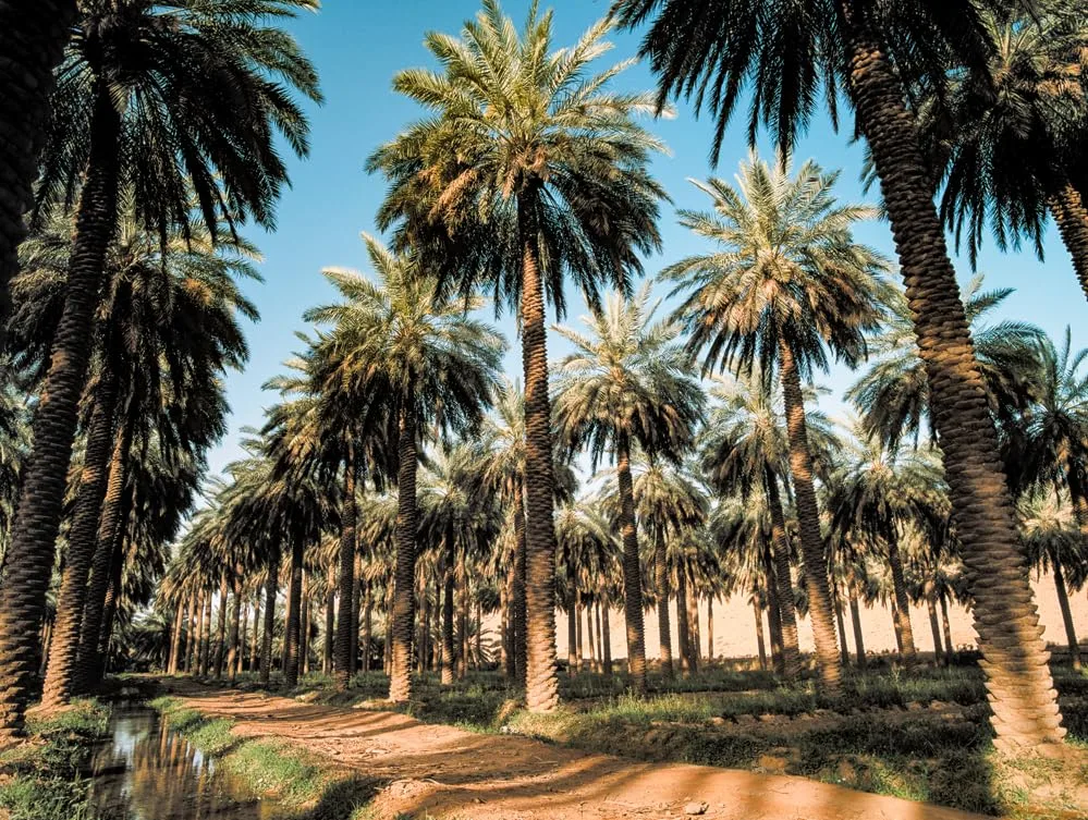 jomara filled dates 7