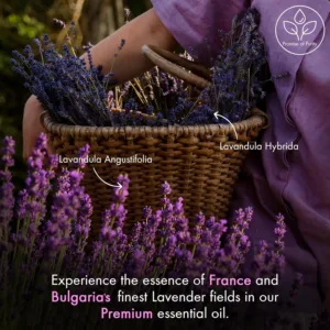 lavender essential oil 5