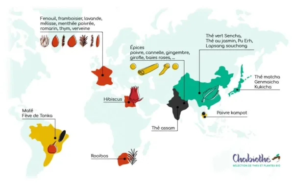 organic tonka beans grater 7