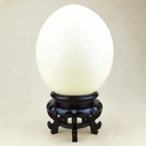 ostrich egg display stand 3