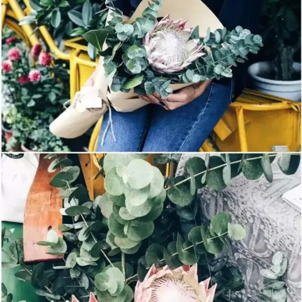 preserved eucalyptus branches 5