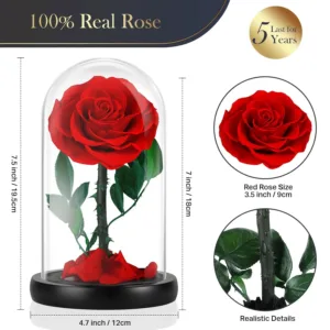 preserved real rose 5