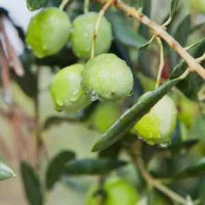 sanniti castelvetrano olives 3