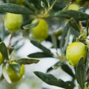 sanniti castelvetrano olives 7