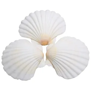 scallop shells crafts decor 1