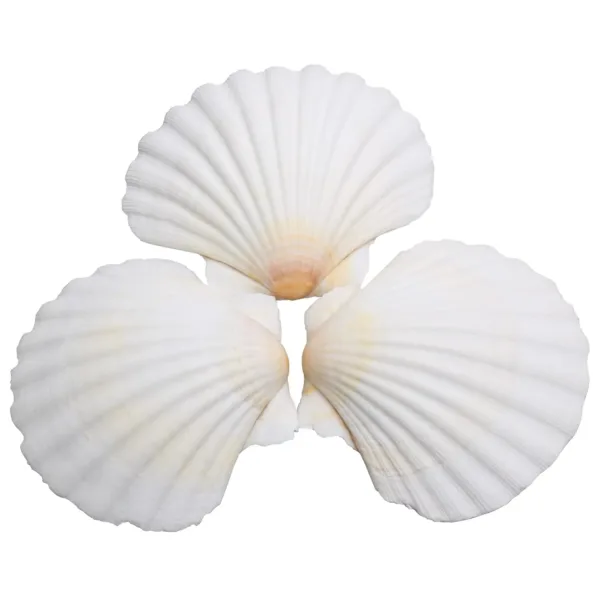 scallop shells crafts decor 1