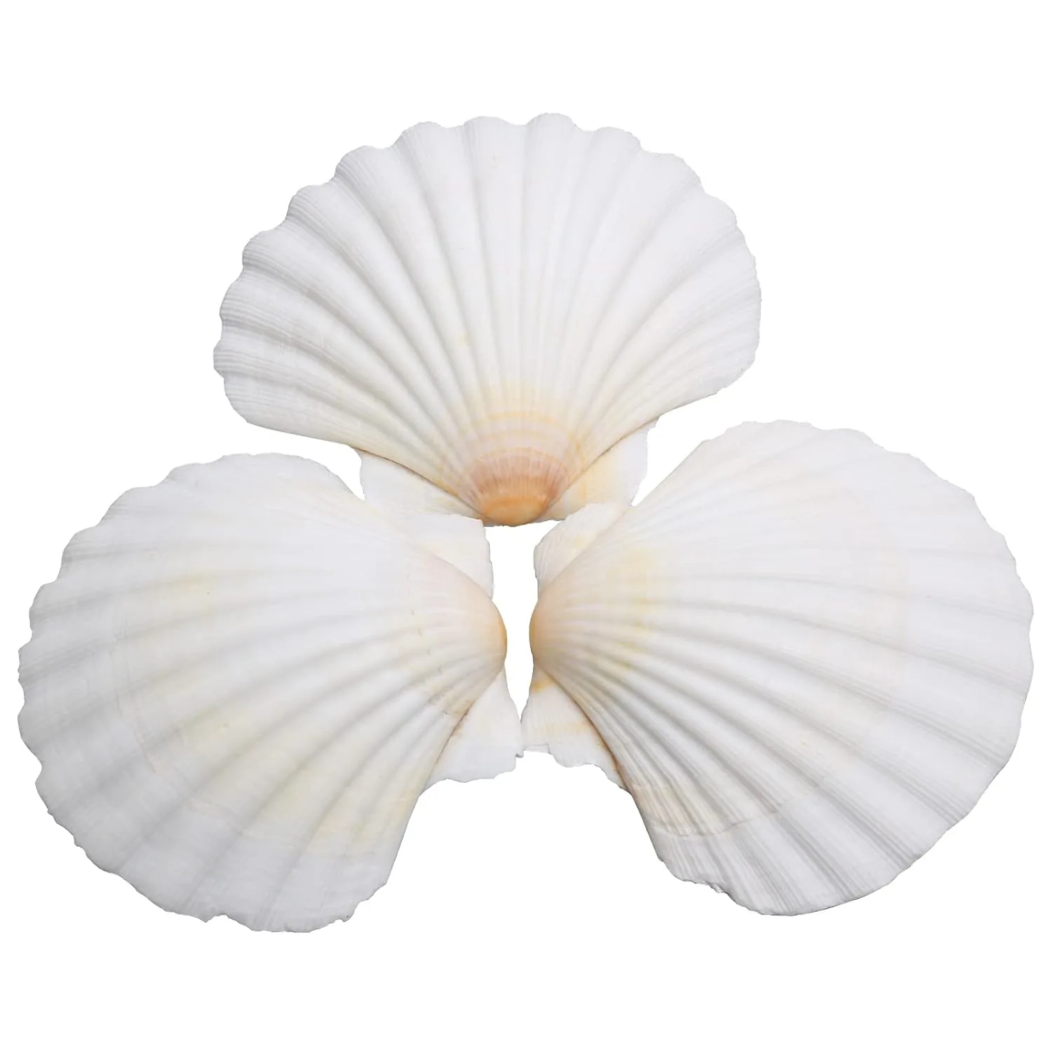 scallop shells crafts decor 1