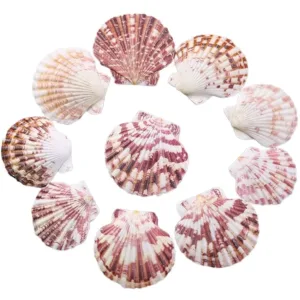 scallop shells natural 1