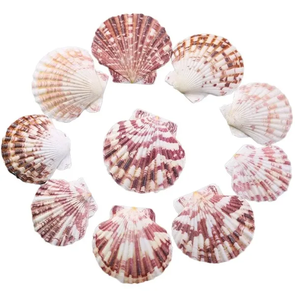 scallop shells natural 1