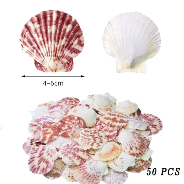 scallop shells natural 2