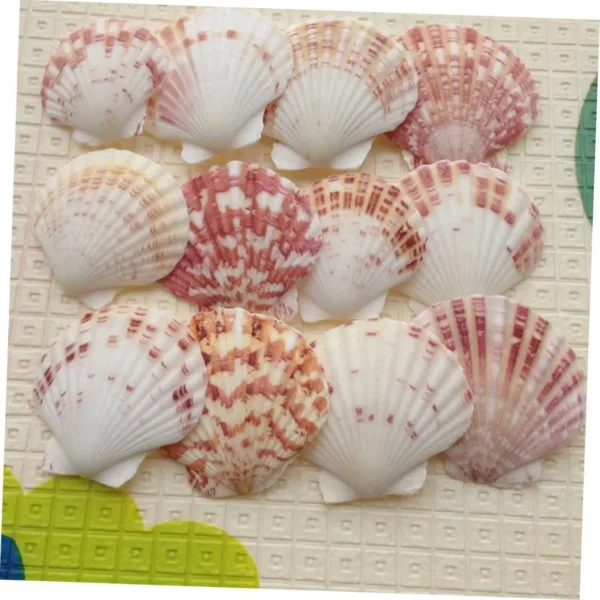 scallop shells natural 3