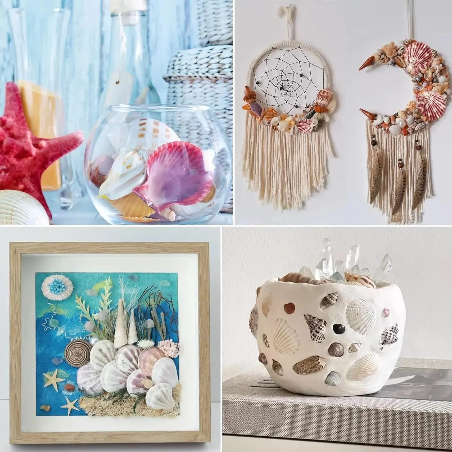 scallop shells natural 4