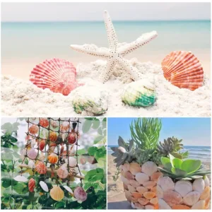 scallop shells natural 5