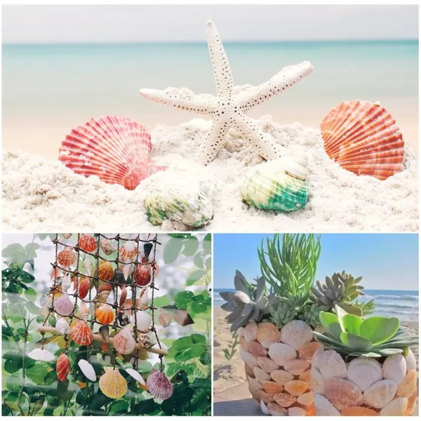 scallop shells natural 5