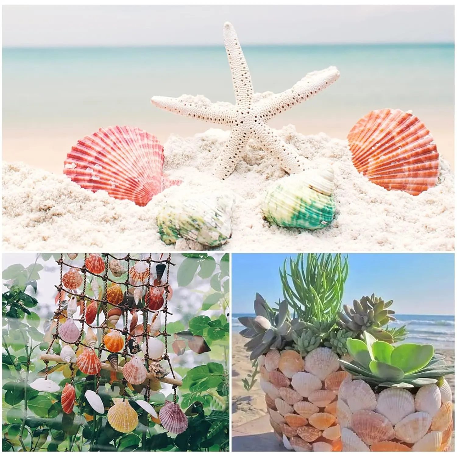 scallop shells natural 5