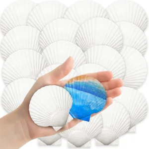 scallop shells white seashells 1