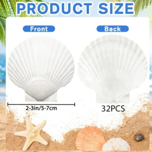 scallop shells white seashells 2