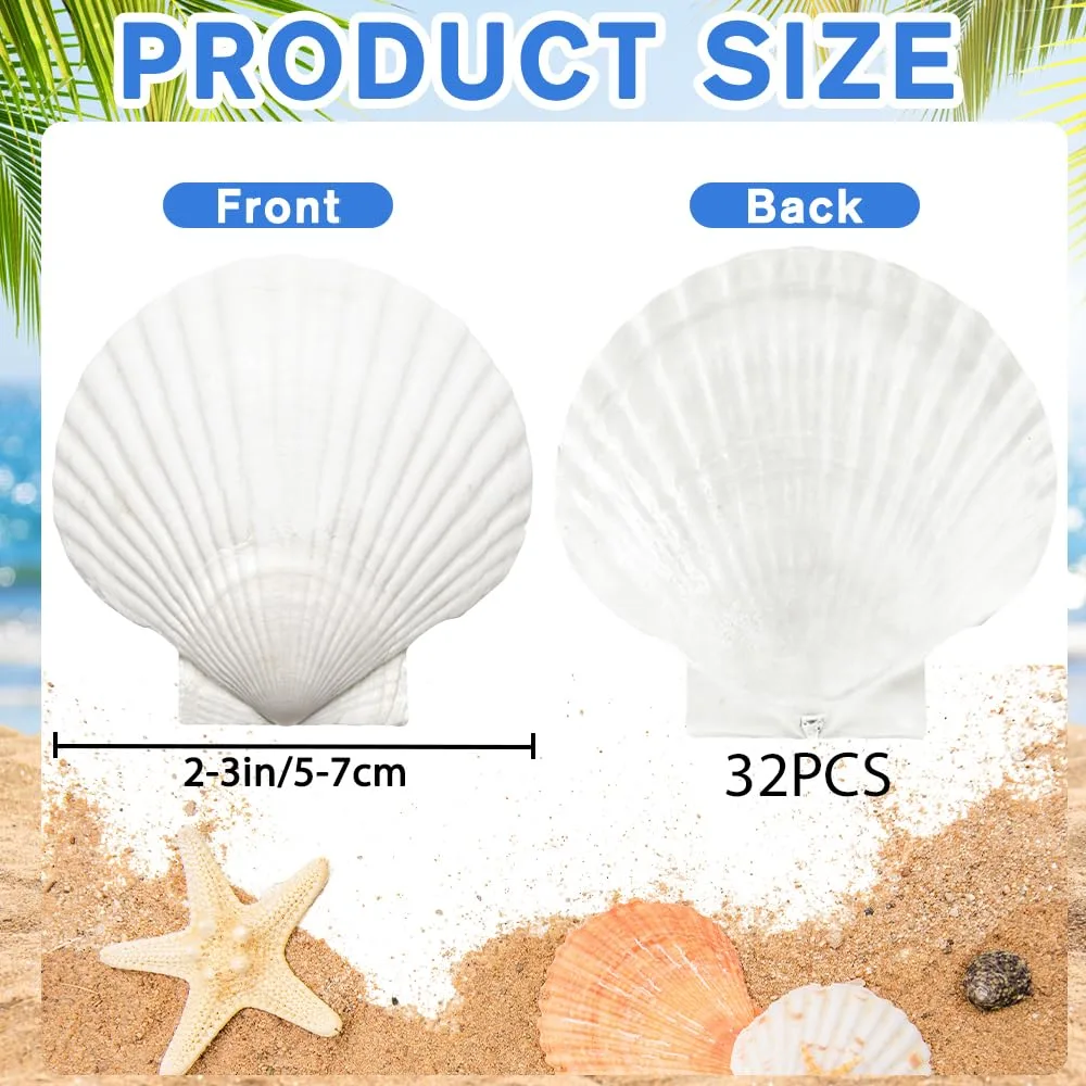 scallop shells white seashells 2