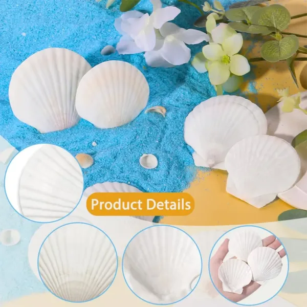 scallop shells white seashells 3