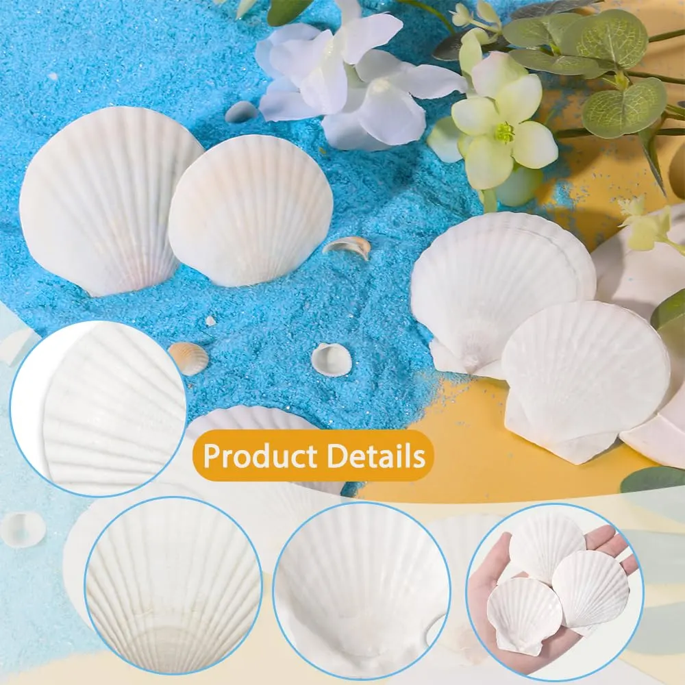 scallop shells white seashells 3