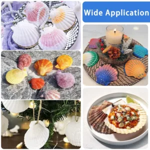 scallop shells white seashells 5